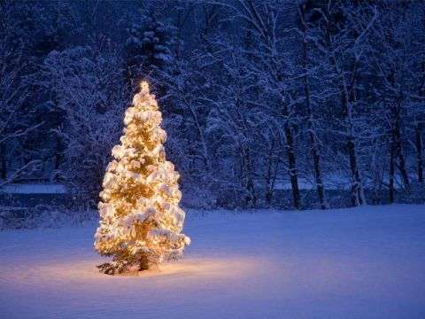 Weihnachtsbaum in Hochsölden